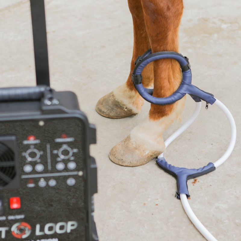 PMST LOOP PEMF Therapy Horse E - Therapy Health And Wellness บทวิจารณ์และราคา
